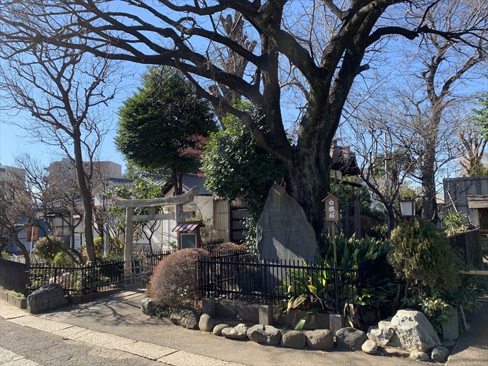 白山神社にある八幡神社の横にある御神木・白旗桜と桜印碑