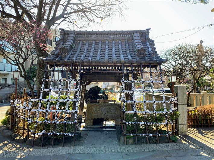 白山神社の白山桜(白旗桜)・手水舎の横
