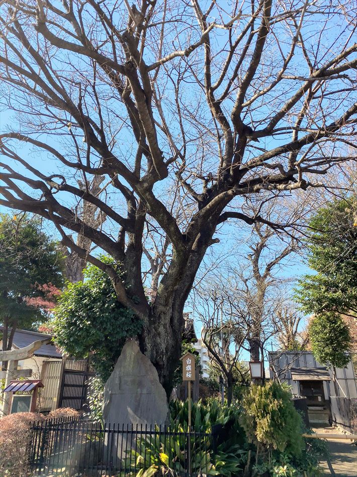 白山神社の白山桜(白旗桜)・八幡神社の鳥居の横