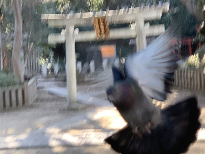根津神社は鳩に襲われそうになることも……