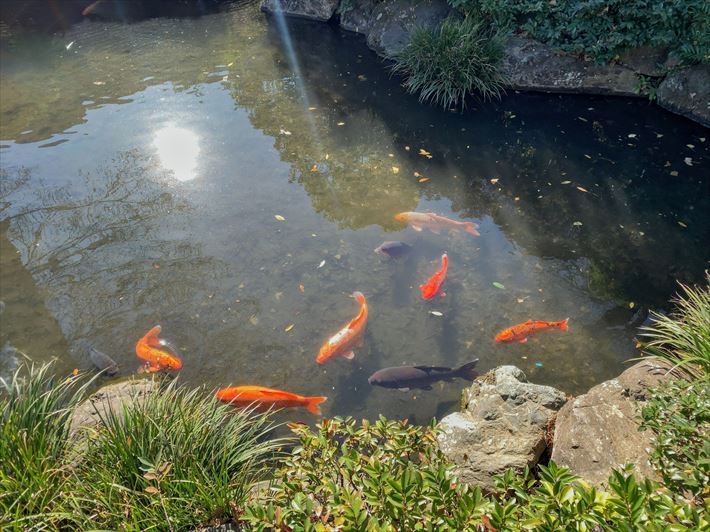 根津神社の池の鯉