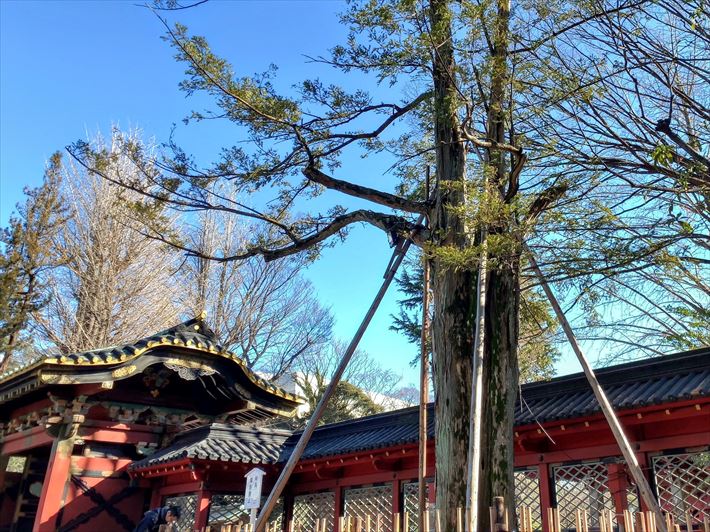 根津神社の願掛けカヤの木