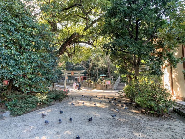 根津神社は鳩が多い
