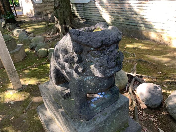 赤坂氷川神社の古い狛犬(江戸はじめ・左)
