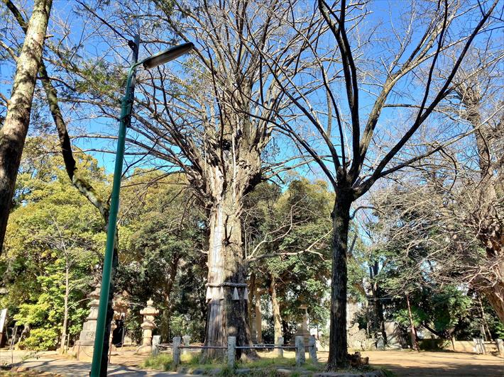 赤坂氷川神社の御神木の大イチョウ