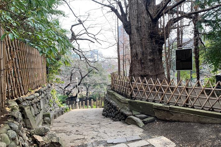 王子神社の御神木と音無親水公園への下り坂