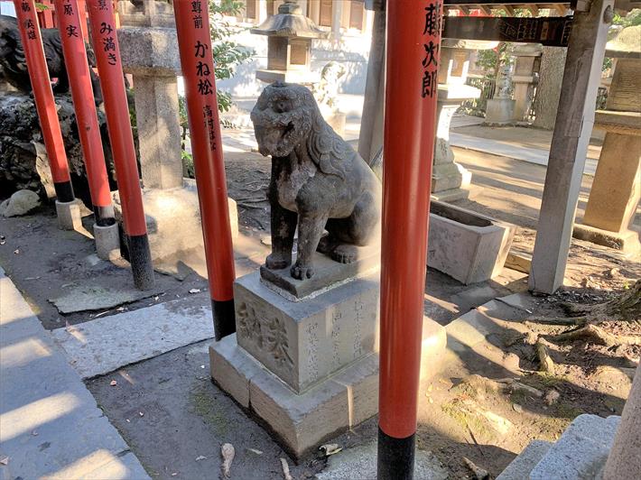 永昌五社稲荷神社の千本鳥居の途中にいる狛犬・右・阿